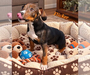 Flicker - Female Doxle Dog for Adoption - Photo #3