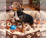 Small Photo #3 Doxle Puppy For Sale in Southbury, CT, USA