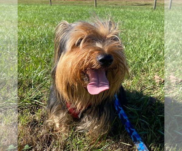 Medium Photo #5 Mutt Puppy For Sale in Pacolet, SC, USA