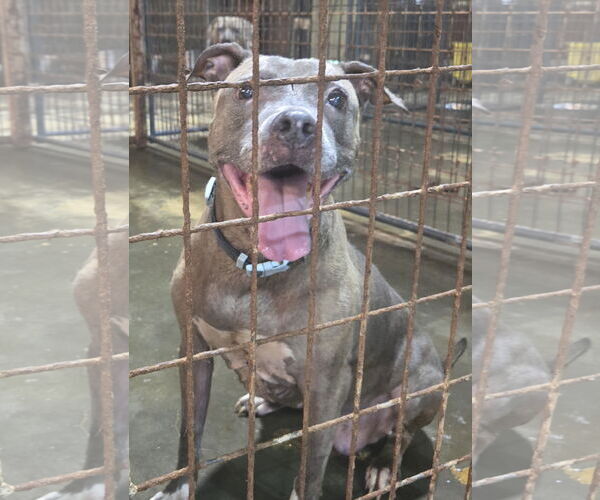 Medium Photo #1 American Staffordshire Terrier-Unknown Mix Puppy For Sale in Jackson, MS, USA