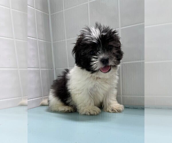 Medium Photo #1 Shorkie Tzu Puppy For Sale in CLARE, IL, USA