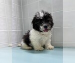 Small Photo #1 Shorkie Tzu Puppy For Sale in CLARE, IL, USA