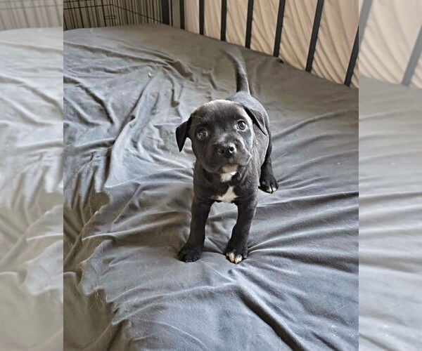 Medium Photo #2 Mutt Puppy For Sale in Raleigh, NC, USA