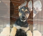 Small Photo #3 German Shepherd Dog Puppy For Sale in FORT WORTH, TX, USA