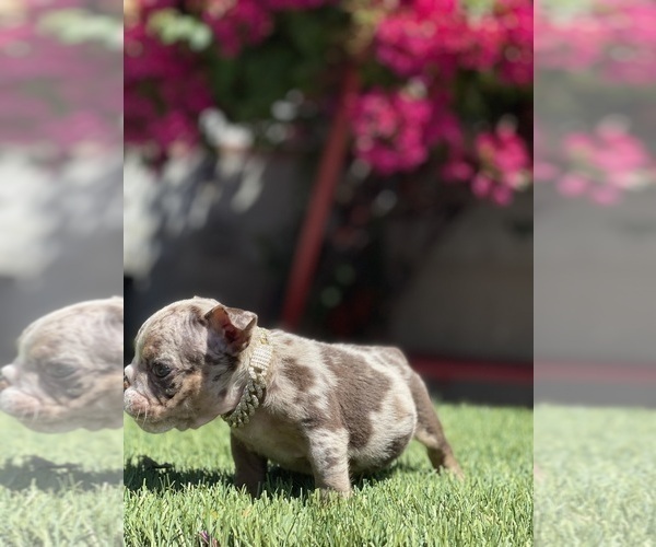 Medium Photo #14 Bulldog Puppy For Sale in LOS ANGELES, CA, USA