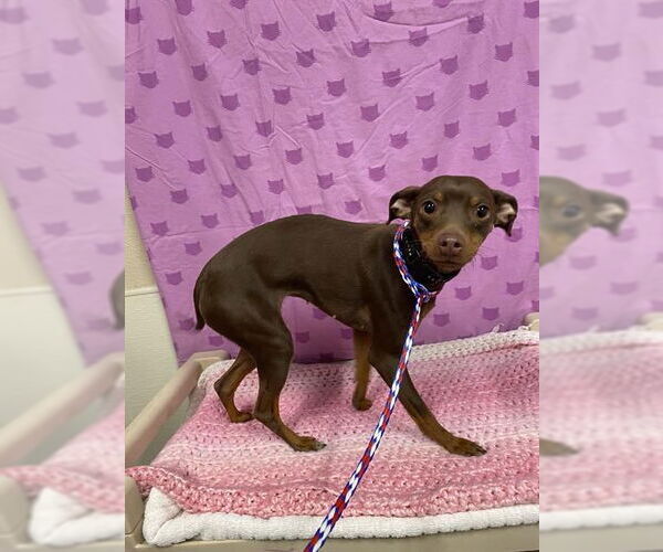 Medium Photo #1 Miniature Pinscher Puppy For Sale in Modesto, CA, USA