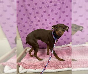 Miniature Pinscher Dogs for adoption in Modesto, CA, USA