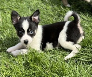 Siberian Husky Puppy for sale in SYRACUSE, NY, USA