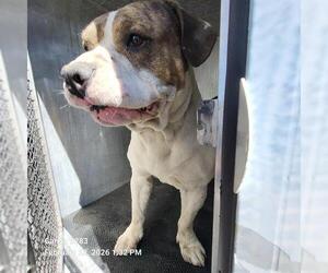 American Staffordshire Terrier-Unknown Mix Dogs for adoption in San Antonio, TX, USA
