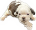 Puppy 1 Shih Tzu