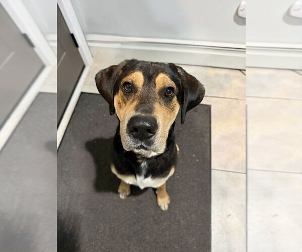 Medium Photo #14 American Foxhound-Unknown Mix Puppy For Sale in Brewster, NY, USA