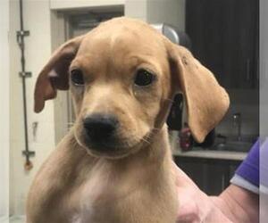 Labrador Retriever-Unknown Mix Dogs for adoption in Conroe, TX, USA