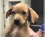 Small Labrador Retriever Mix