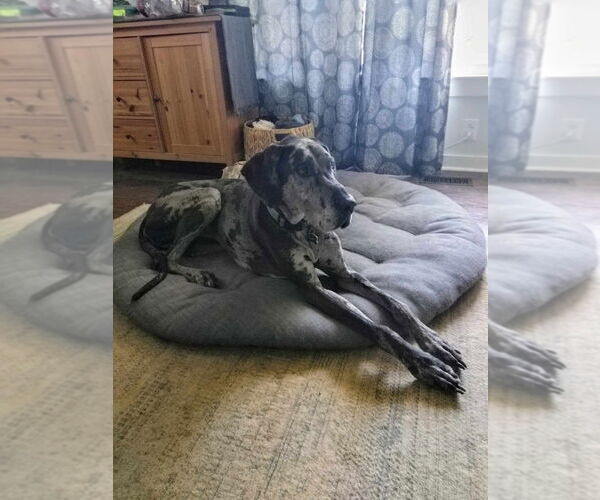 Medium Photo #3 Great Dane Puppy For Sale in Bullard, TX, USA