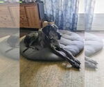 Small #2 Great Dane