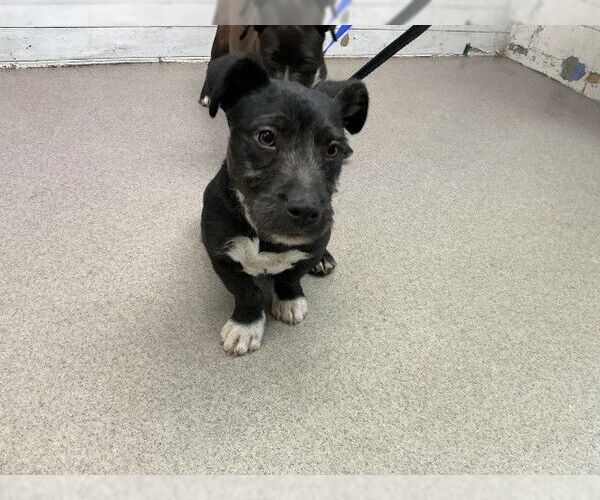 Medium Photo #1 Mutt Puppy For Sale in San Bernardino, CA, USA