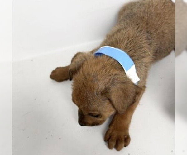 Medium Photo #1 Labrador Retriever-Unknown Mix Puppy For Sale in Houston, TX, USA