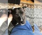 Small #8 American Staffordshire Terrier Mix
