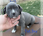 Puppy Fat Boy American Pit Bull Terrier