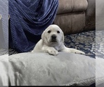 Puppy Puppy 2 Labrador Retriever