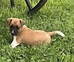Puppy Charlie Jack Russell Terrier
