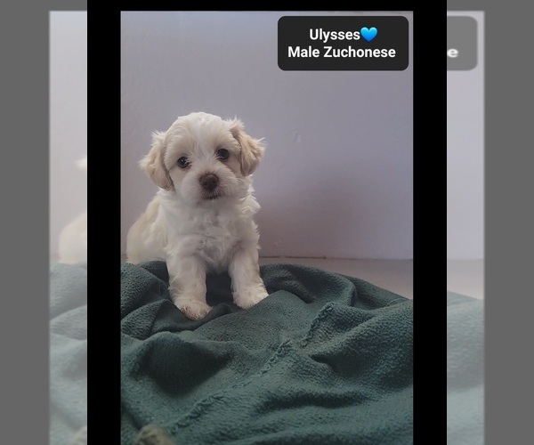 Medium Photo #2 Havanese-Zuchon Mix Puppy For Sale in TUCSON, AZ, USA