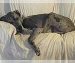 Small Photo #1 Great Dane Puppy For Sale in ROSSVILLE, IN, USA