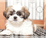 Small #2 Shih Tzu