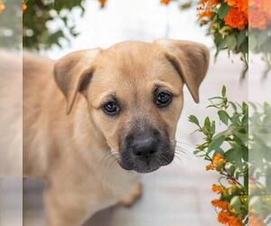 Labrador Retriever-Unknown Mix Dogs for adoption in San Diego, CA, USA