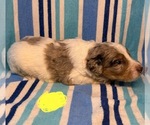 Small #7 Goldendoodle