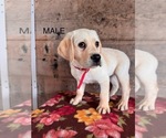 Small #4 Labrador Retriever