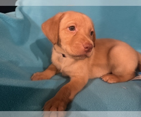 Medium Photo #10 Labrador Retriever Puppy For Sale in SPOTSYLVANIA, VA, USA