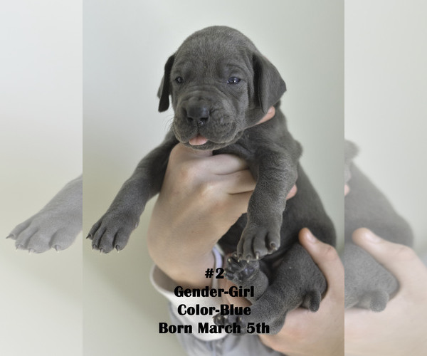Medium Photo #10 Great Dane Puppy For Sale in FIELDING, UT, USA