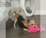 Small #3 Chihuahua Mix