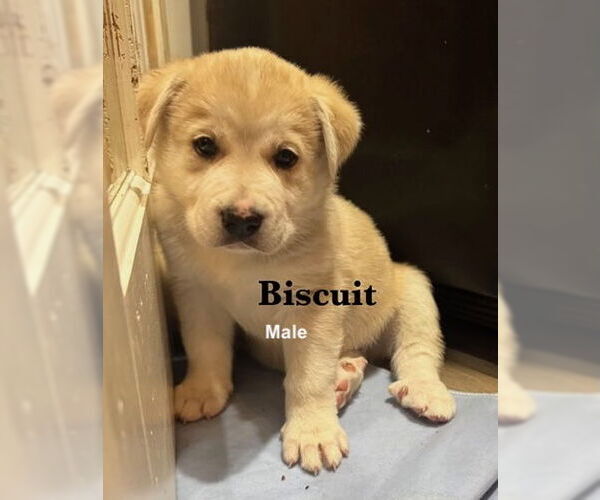 Medium Photo #1 Pyrenees Husky Puppy For Sale in Bellevue, WA, USA