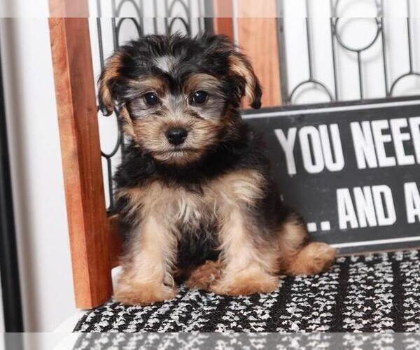 Medium Photo #1 Yo-Chon Puppy For Sale in NAPLES, FL, USA