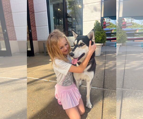 Medium Photo #2 Siberian Husky-Unknown Mix Puppy For Sale in The Woodlands, TX, USA