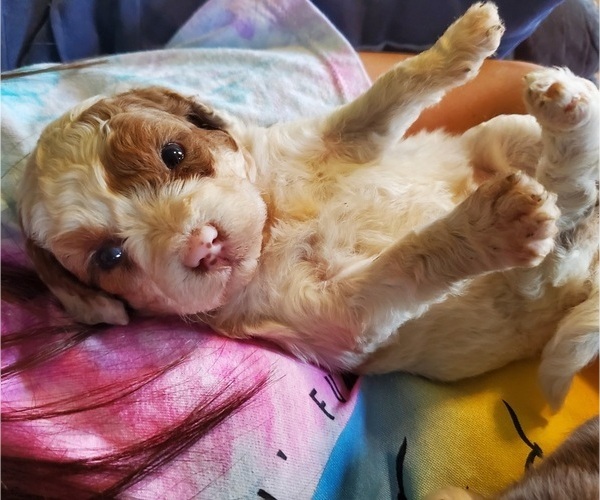 Medium Photo #27 Bernedoodle (Miniature) Puppy For Sale in LEETONIA, OH, USA