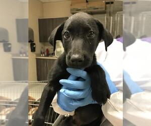Labrador Retriever-Unknown Mix Dogs for adoption in Conroe, TX, USA
