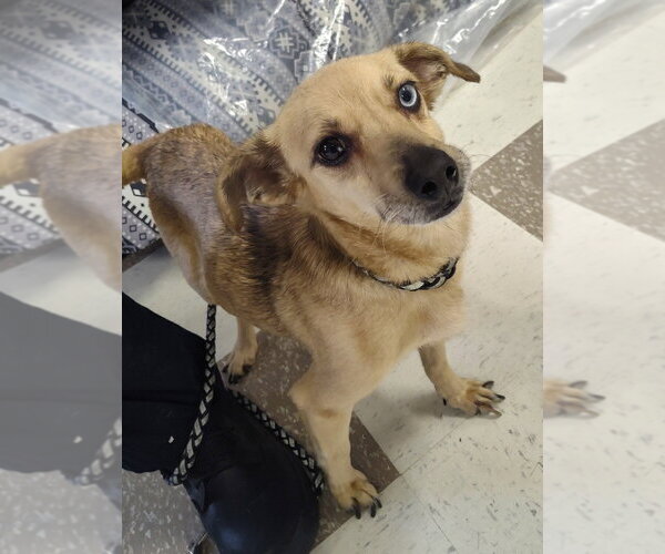 Medium Photo #2 Chiweenie Puppy For Sale in Claremore, OK, USA