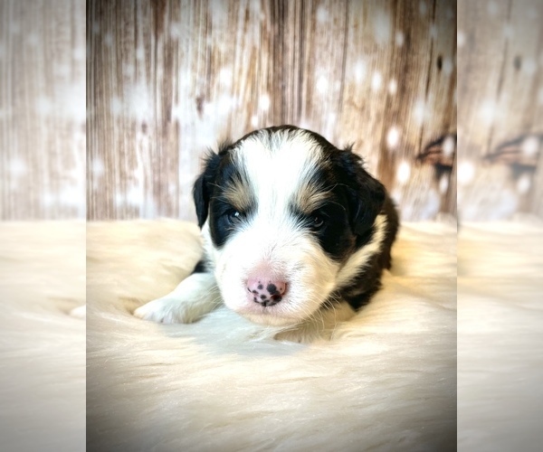 Medium Photo #8 Miniature Australian Shepherd Puppy For Sale in OPELIKA, AL, USA