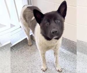 Akita Dogs for adoption in Houston, TX, USA