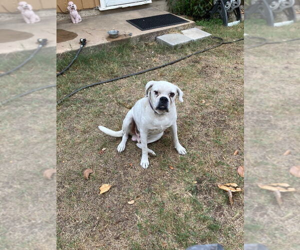 Medium Photo #3 Boxer Puppy For Sale in Austin, TX, USA