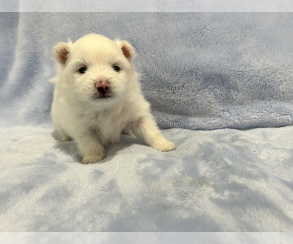 Medium Photo #28 Pomeranian Puppy For Sale in DES MOINES, WA, USA