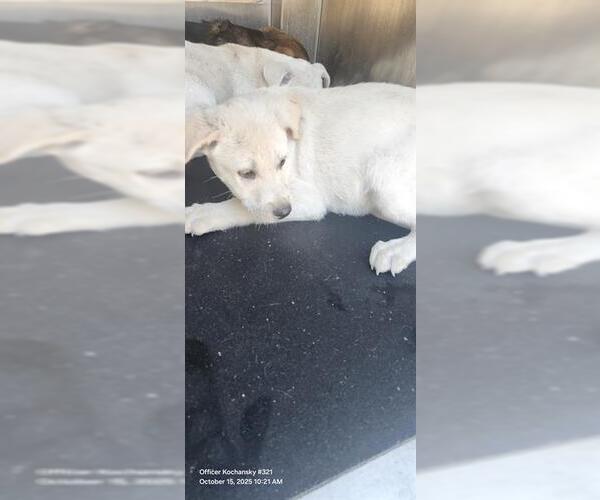 Medium Photo #1 Labrador Retriever-Unknown Mix Puppy For Sale in San Antonio, TX, USA