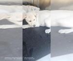 Small Labrador Retriever Mix