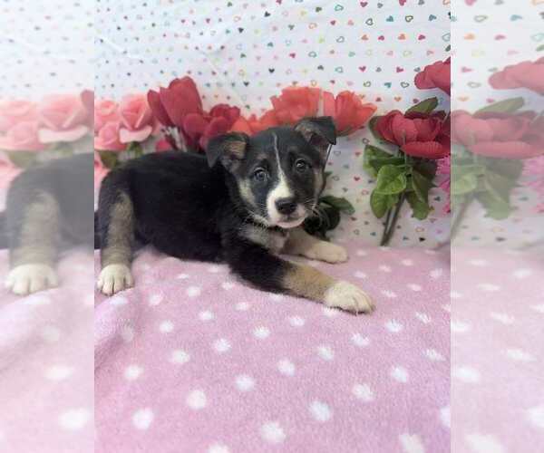 Medium Photo #1 Australian Shepherd-German Shepherd Dog Mix Puppy For Sale in Lakewood, CO, USA