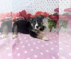 Australian Shepherd-German Shepherd Dog Mix Dogs for adoption in Lakewood, CO, USA