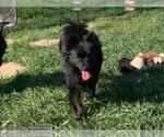 Small #4 American Eskimo Dog-Chihuahua Mix