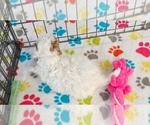 Small #7 Cavapoo (Miniature)-Poodle (Toy) Mix